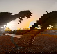 Australian Dinosaur Trail - Accommodation in Brisbane