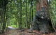 Blue Gum Loop Trail - thumb 0