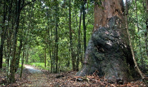 Blue Gum Loop Trail - Accommodation in Brisbane 0