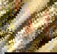 Blue Gum Hills Regional Park - Accommodation in Brisbane