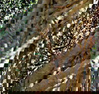 Bundagaree Rainforest Walk - Accommodation in Brisbane