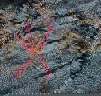 Clam Gardens Dive Site - Accommodation in Brisbane