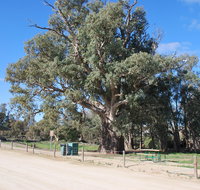 Giant Gum Tree - Accommodation in Brisbane