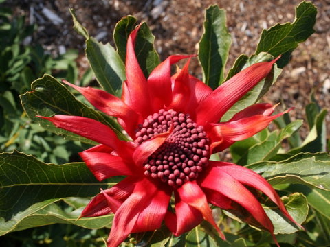 Inverawe Native Gardens - Accommodation in Brisbane 0