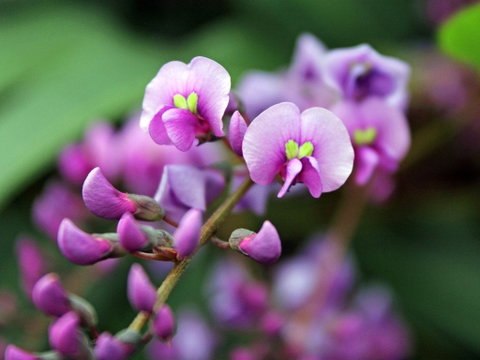 Inverawe Native Gardens - Accommodation in Brisbane 2