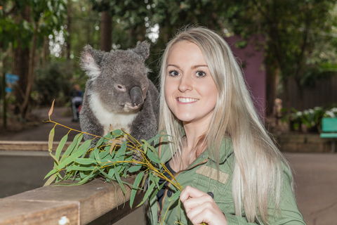 Koala Park Sanctuary - Accommodation in Brisbane 0