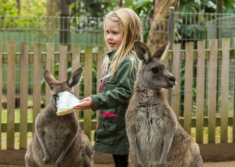 Koala Park Sanctuary - Accommodation in Brisbane 1