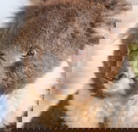 Kyabram Fauna Park - Accommodation in Brisbane