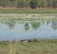 Leaning Tree Lagoon Nature Park - Accommodation in Brisbane