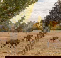 Lemington - Accommodation in Brisbane