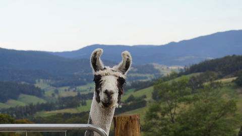 Llama Walks Tasmania - Accommodation in Brisbane 0