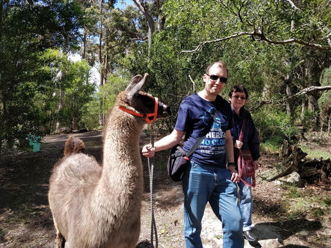 Llama Walks Tasmania - Accommodation in Brisbane 1