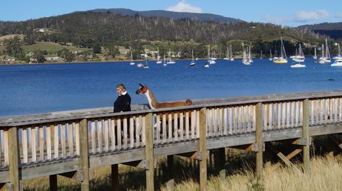 Llama Walks Tasmania - Accommodation in Brisbane 2