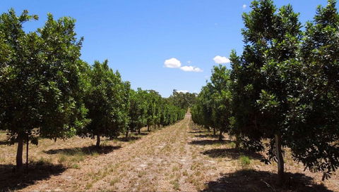 MacNuts WA Shop And Factory - Accommodation in Brisbane 0