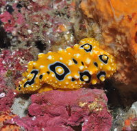Magic Mountain Dive Site - Accommodation in Brisbane
