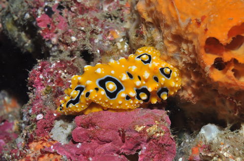 Magic Mountain Dive Site - Accommodation in Brisbane 0