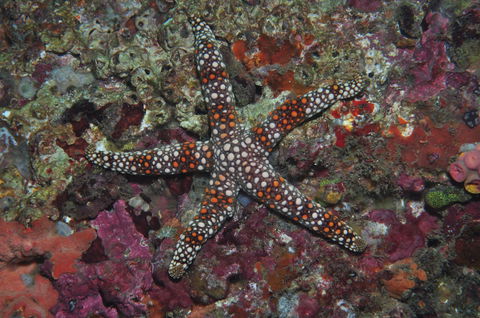 Magic Mountain Dive Site - Accommodation in Brisbane 1