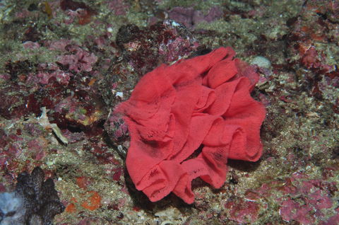 Magic Mountain Dive Site - Accommodation in Brisbane 2