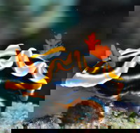 Monolith Dive Site - Accommodation in Brisbane