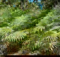 Mungo Rainforest Walk - Accommodation in Brisbane