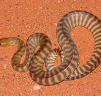 Red Desert Reptiles - Accommodation in Brisbane