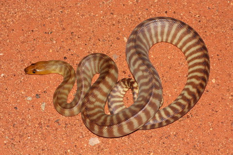 Red Desert Reptiles - Accommodation in Brisbane 0