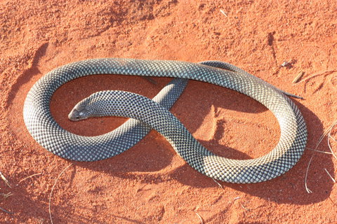 Red Desert Reptiles - Accommodation in Brisbane 1