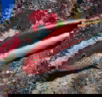 Snake Pit Dive Site - Accommodation in Brisbane