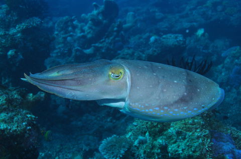 Snake Pit Dive Site - Accommodation in Brisbane 1