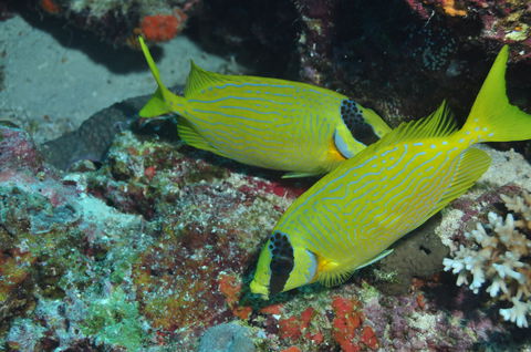 Snake Pit Dive Site - Accommodation in Brisbane 2
