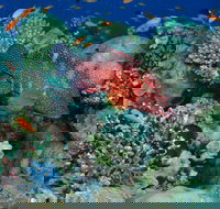 Steve's Bommie Dive Site - Accommodation in Brisbane