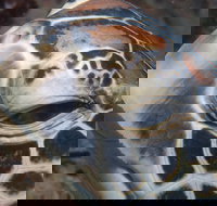 Turtle Bommie - Accommodation in Brisbane