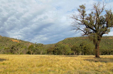 Weddin Mountains National Park - Accommodation in Brisbane 0