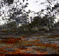 Woylie Walk Dryandra Woodland - Accommodation in Brisbane