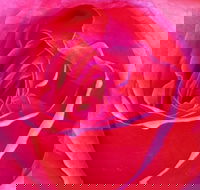 Abandon Stress Mobile Massage - Accommodation in Brisbane