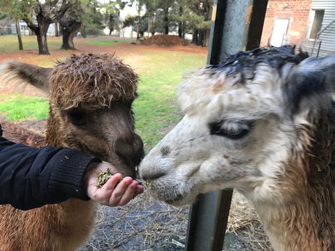 Alpaca Farm Experience At Crookwell - Accommodation in Brisbane 0
