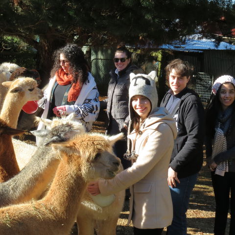 Alpaca Farm Experience At Crookwell - Accommodation in Brisbane 2