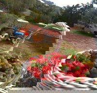 Blue Hills Berries and Cherries - Accommodation in Brisbane
