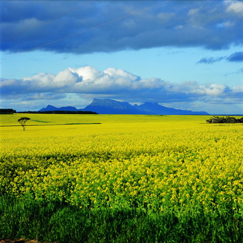 Borden - Accommodation in Brisbane 0