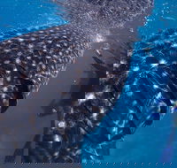 Coastal Water Dive - Accommodation in Brisbane