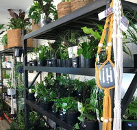 Fancy Plants - Accommodation in Brisbane