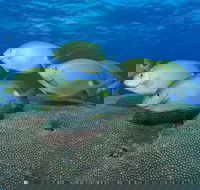 Lodestone Reef - Accommodation in Brisbane