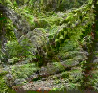 Lyrebird Walking Track - Accommodation in Brisbane