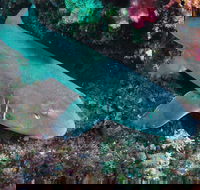 Middle Reef Dive Site - Accommodation in Brisbane
