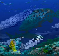 Osprey Reef - Accommodation in Brisbane