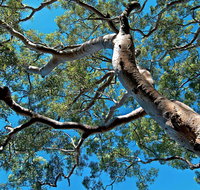 Ridge Walking Track - Accommodation in Brisbane