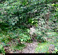 Seaforth Oval to Natural Bridge Track - Accommodation in Brisbane