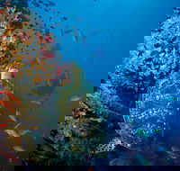 SS Yongala Dive Site - Accommodation in Brisbane