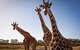 Werribee Open Range Zoo - thumb 1