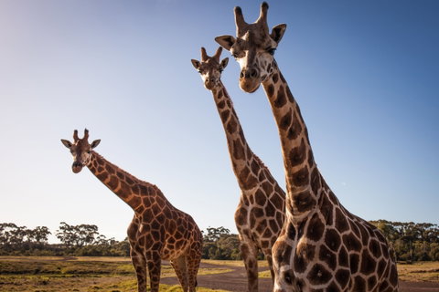 Werribee Open Range Zoo - Accommodation in Brisbane 1